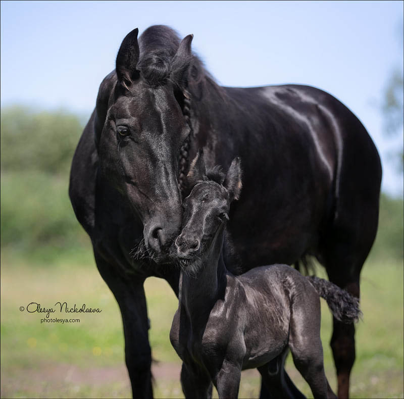 Friesian mare Sonata fan K. and her foal Ragnar